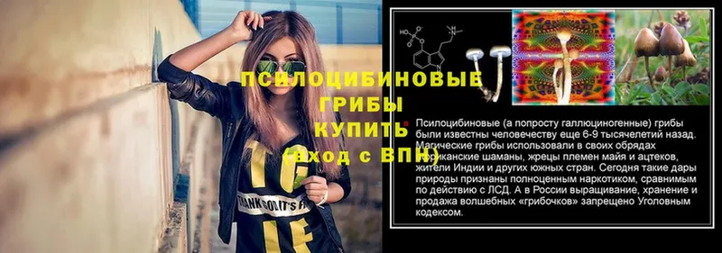 сколько стоит  Катайск  Галлюциногенные грибы Psilocybe 